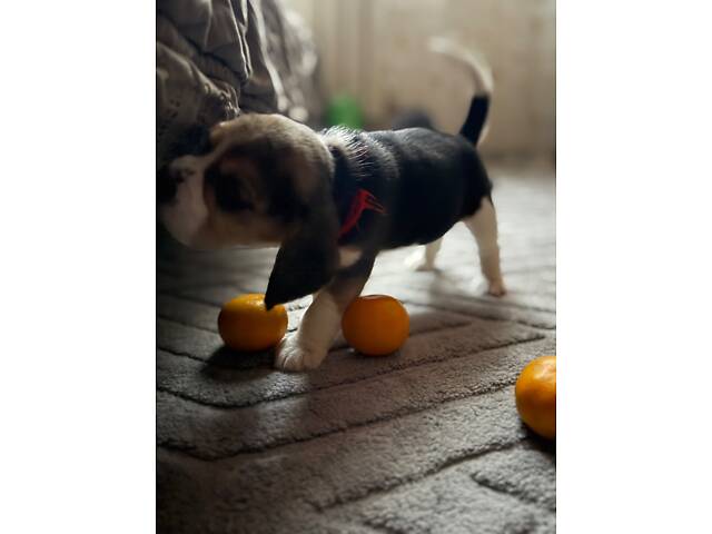 Цуценята породи Бігль - Фото 9