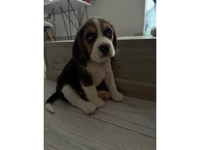 Цуценята породи Бігль - Фото 11