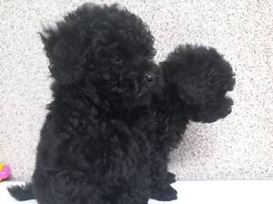 Цуценята пуделя , 2 місяці | Харків