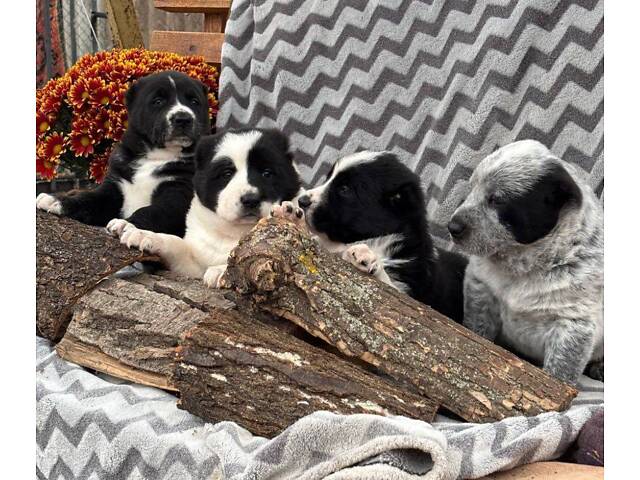 Цуценята САО алабай - Фото 1