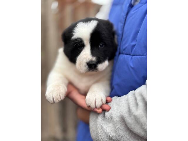 Цуценята САО алабай - Фото 2