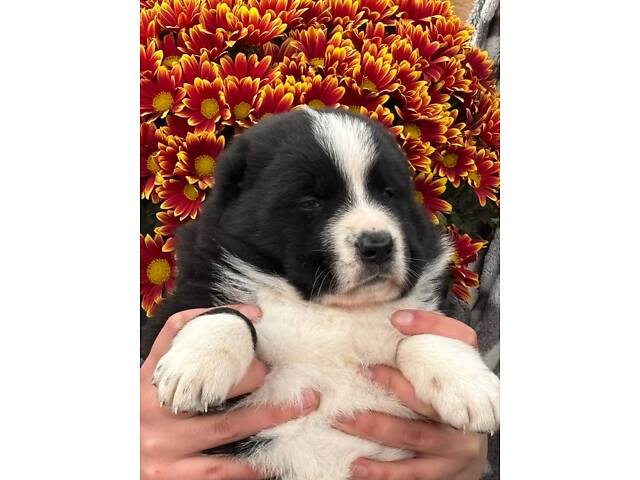 Цуценята САО алабай - Фото 3