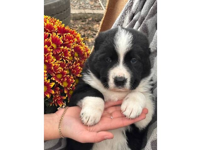 Цуценята САО алабай - Фото 4