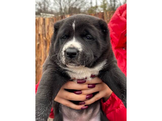 Цуценята САО алабай - Фото 5