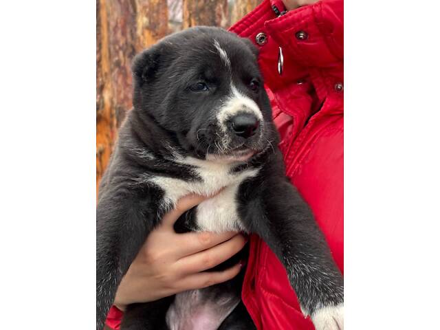 Цуценята САО алабай - Фото 6