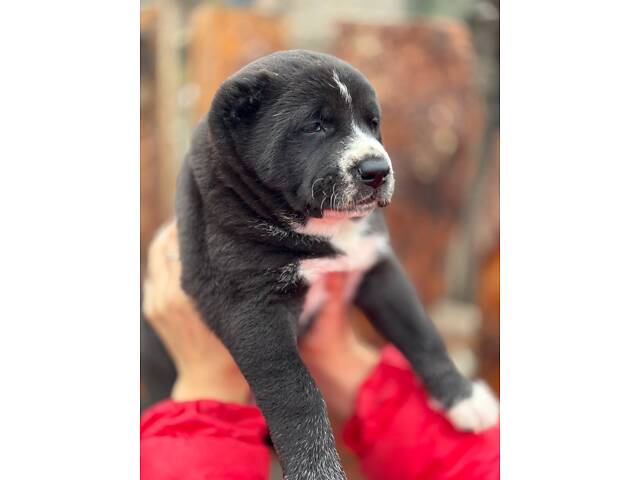 Цуценята САО алабай - Фото 7