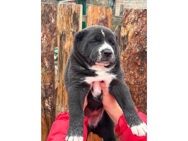 Цуценята САО алабай - Фото 8