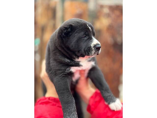 Цуценята САО алабай - Фото 9