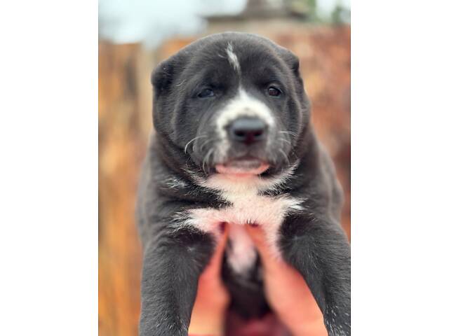 Цуценята САО алабай - Фото 10