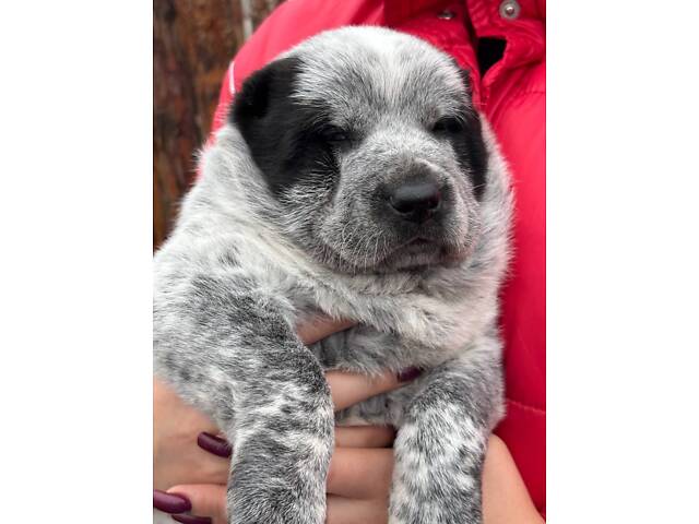 Цуценята САО алабай - Фото 11