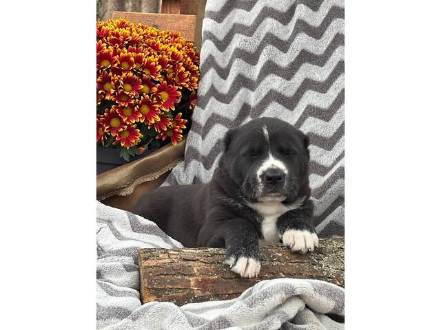 Цуценята САО алабай - Фото 13