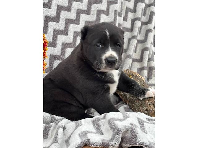 Цуценята САО алабай - Фото 14