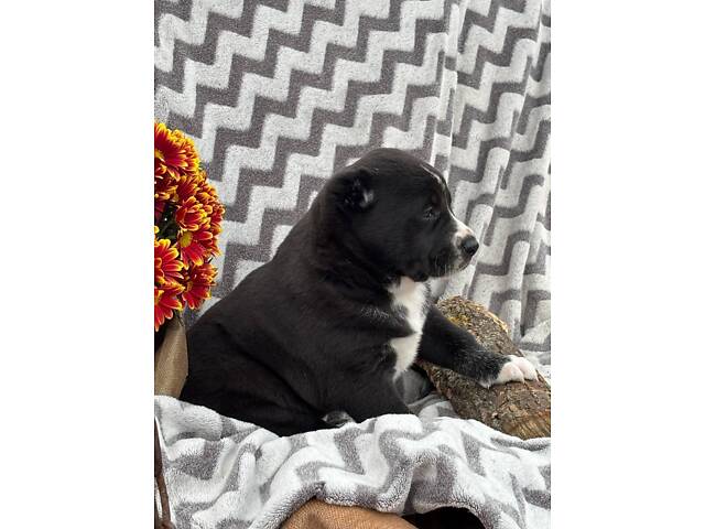 Цуценята САО алабай - Фото 15