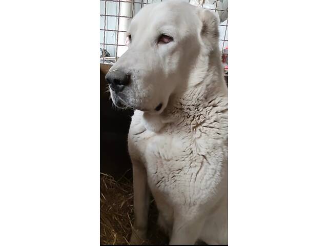 Щенки САВ алабая (щенки САО, алабай) - Фото 3