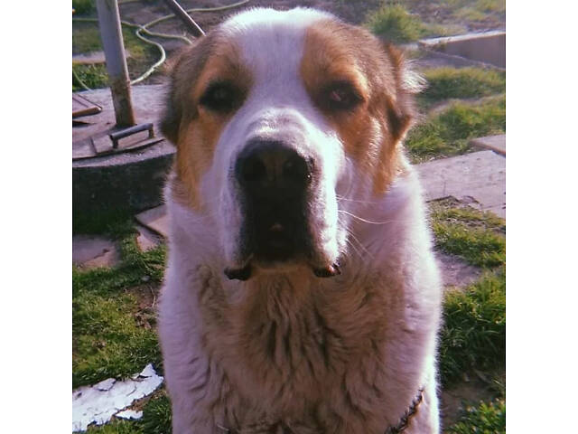 Щенки САВ алабая (щенки САО, алабай) - Фото 5