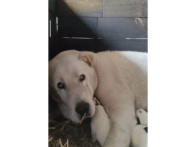 Щенки САВ алабая (щенки САО, алабай) - Фото 6