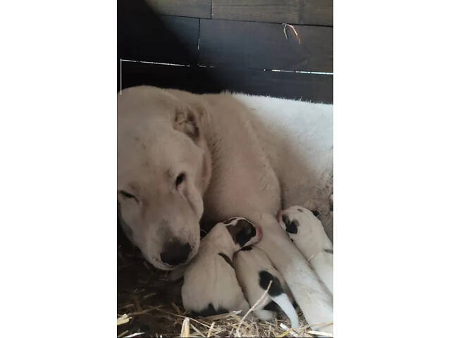 Щенки САВ алабая (щенки САО, алабай) - Фото 7