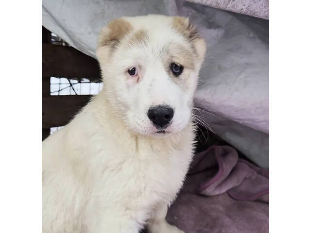 Щенки САВ алабая (щенки САО, алабай) - Фото 1