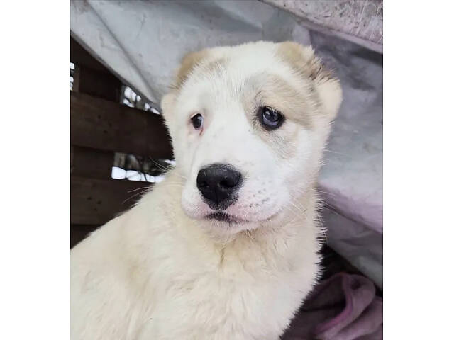 Щенки САВ алабая (щенки САО, алабай) - Фото 2