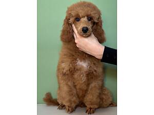 Цуценята середнього пуделя