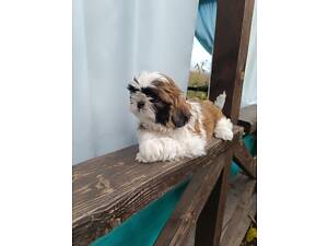 Цуценята ши тцу. Бронювання.