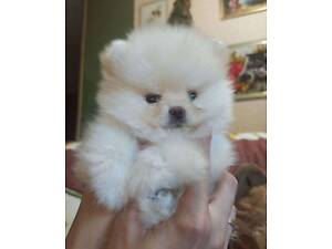 Цуценята шпiца з документами