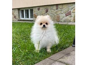 Цуценята шпіца