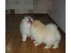 Цуценята шпіци хлопчики