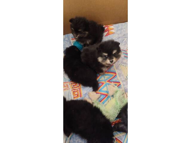 Цуценята шпица чекають на своїх господарів - Фото 1