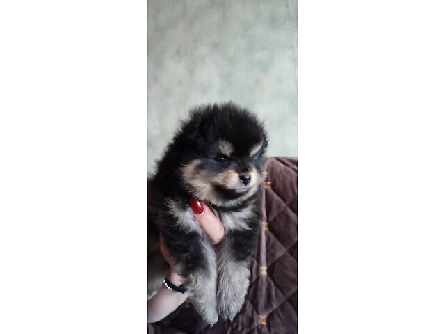 Цуценята шпица чекають на своїх господарів - Фото 2