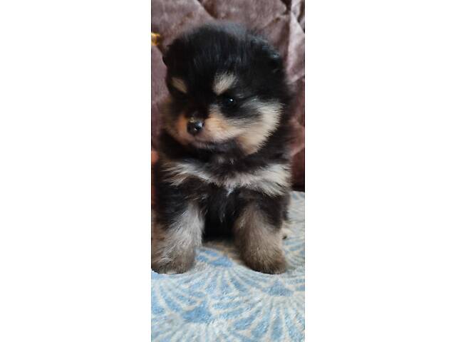 Цуценята шпица чекають на своїх господарів - Фото 3