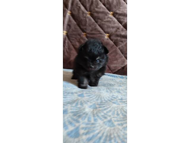 Цуценята шпица чекають на своїх господарів - Фото 4