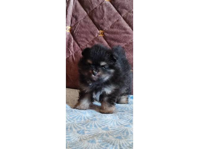 Цуценята шпица чекають на своїх господарів - Фото 5