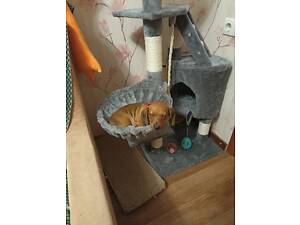 Цуценята такси 2 місяці