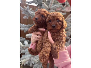 Цуценята. Той пудель. Документи, щеплення.