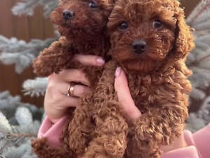 Цуценята. Той пудель. Документи, щеплення.