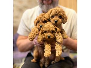 Цуценята той пудель