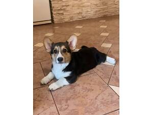 Цуценята Вельш Коргі Пемброк