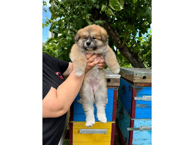 Цуценята японської Акіта-Іну - Фото 2