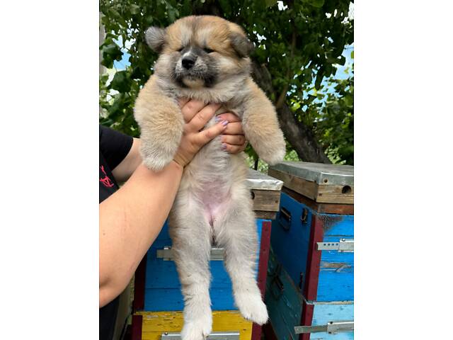 Цуценята японської Акіта-Іну - Фото 3