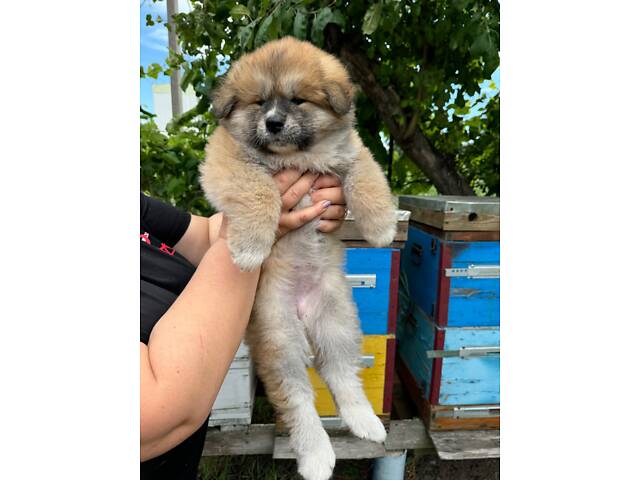 Цуценята японської Акіта-Іну - Фото 4