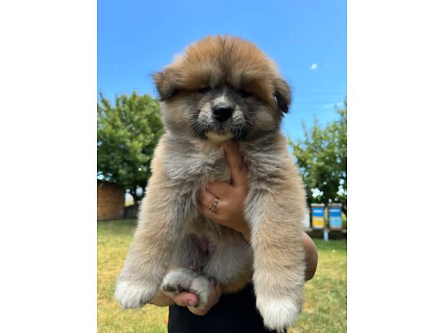 Цуценята японської Акіта-Іну - Фото 5