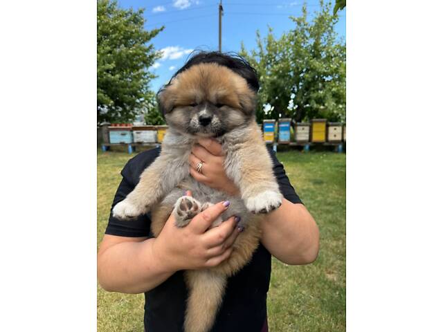 Цуценята японської Акіта-Іну - Фото 6