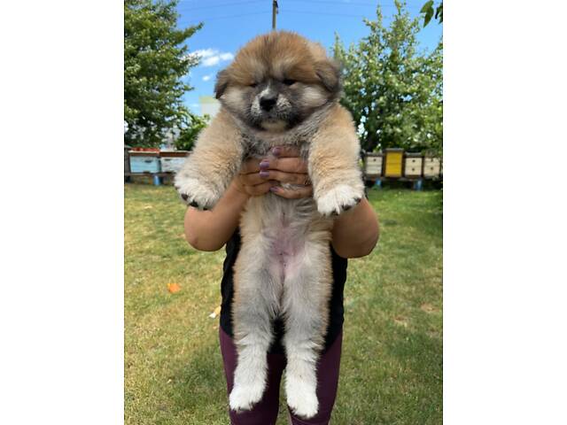 Цуценята японської Акіта-Іну - Фото 7