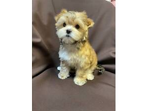 Цуценята йорк, color york, дівчата.