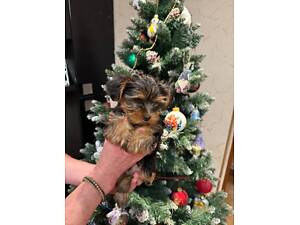 Цуценята йоркширського тер'єра