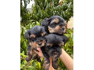 Цуценята йоркширського тер'єра