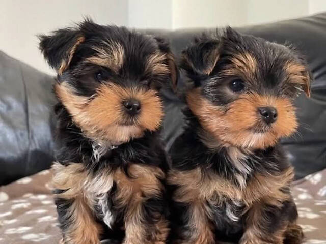 Цуценята йоркширський тер'єр - Фото 1