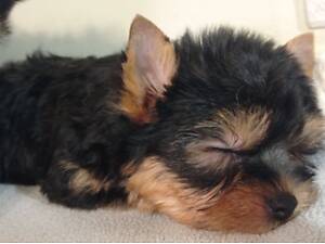 Цуценята йоркширський терьер