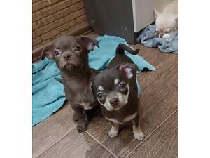 Цуценята з документами